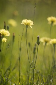 Green yellow nature