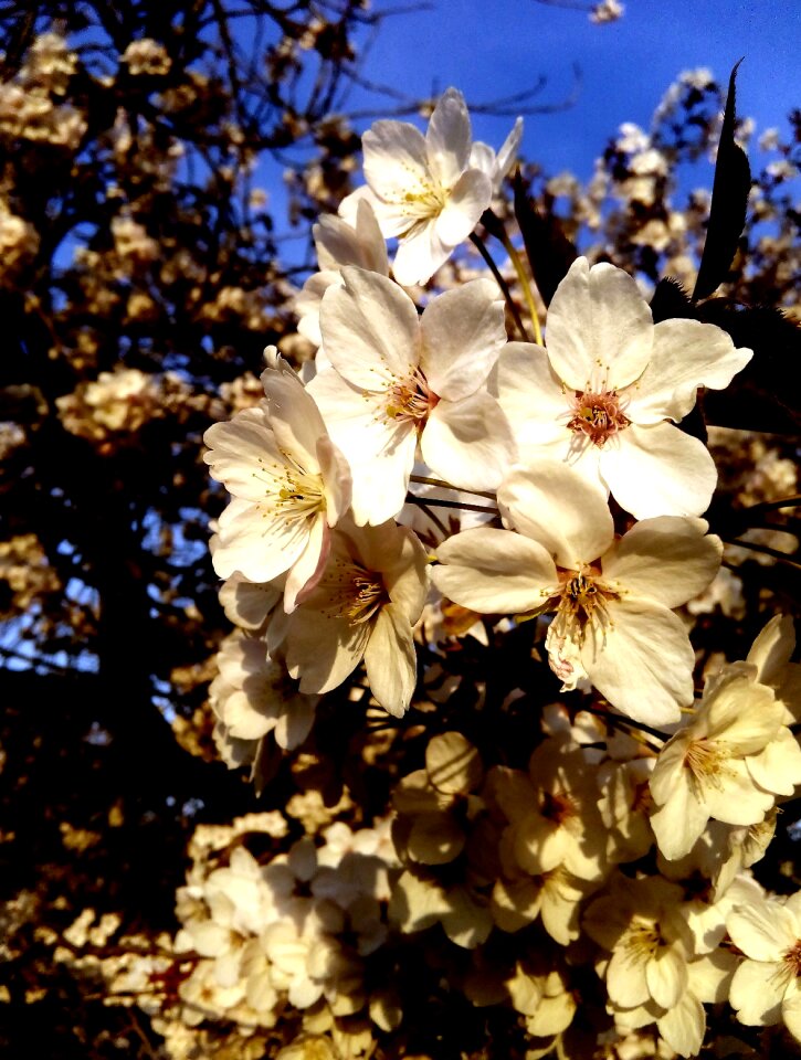 Aroma white spring
