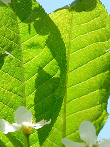 Green black cherry prunus