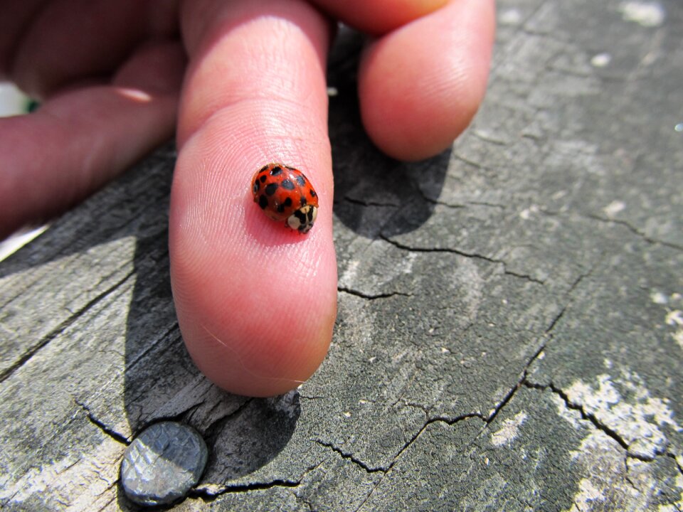 Insect summer spring