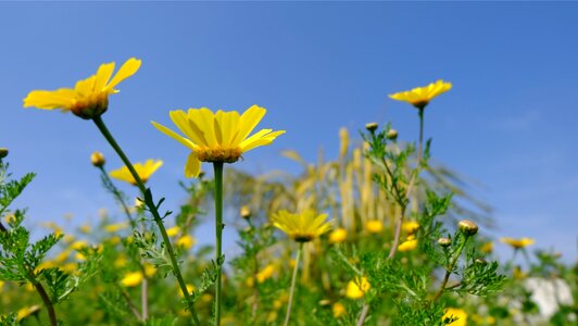 Daisies field nature photo