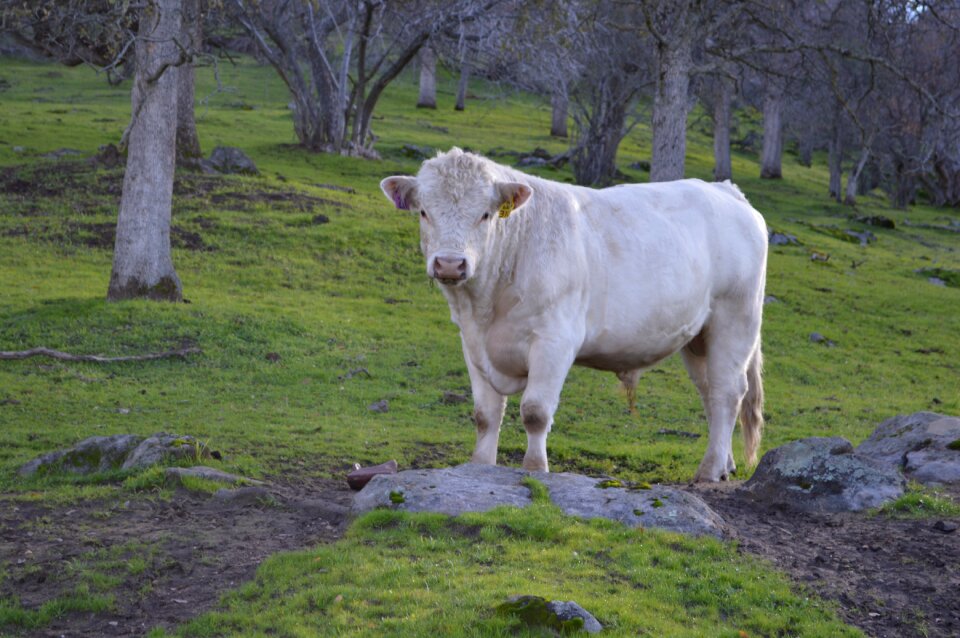 Animal domestic mammal