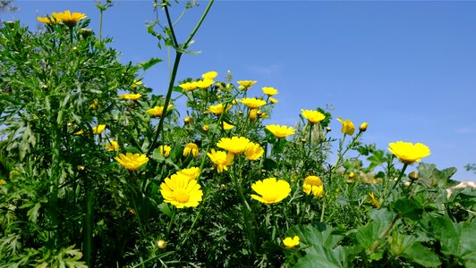 Flowers daisies nature