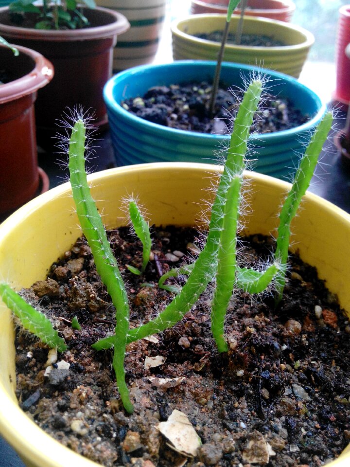 Stick spiny plants fruit