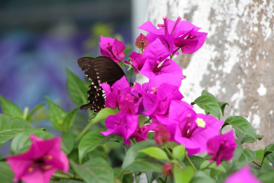 Tags separated by commas to spend bougainvillea green