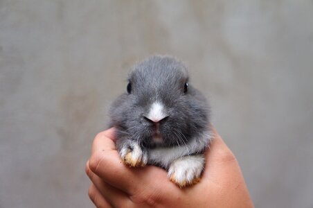 Cute plush cuteness