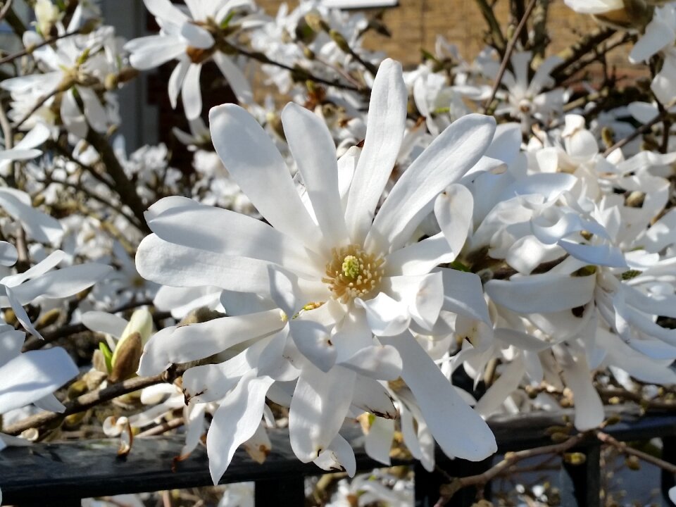 Nature flower