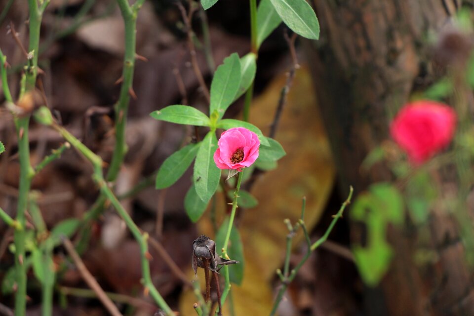 Deadwood branch leaf