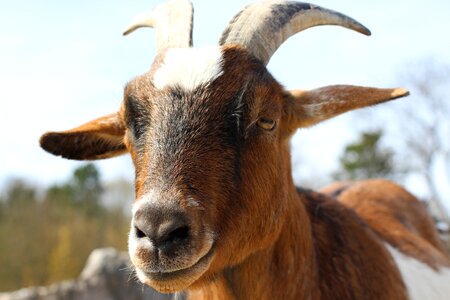 Zoo animal bock