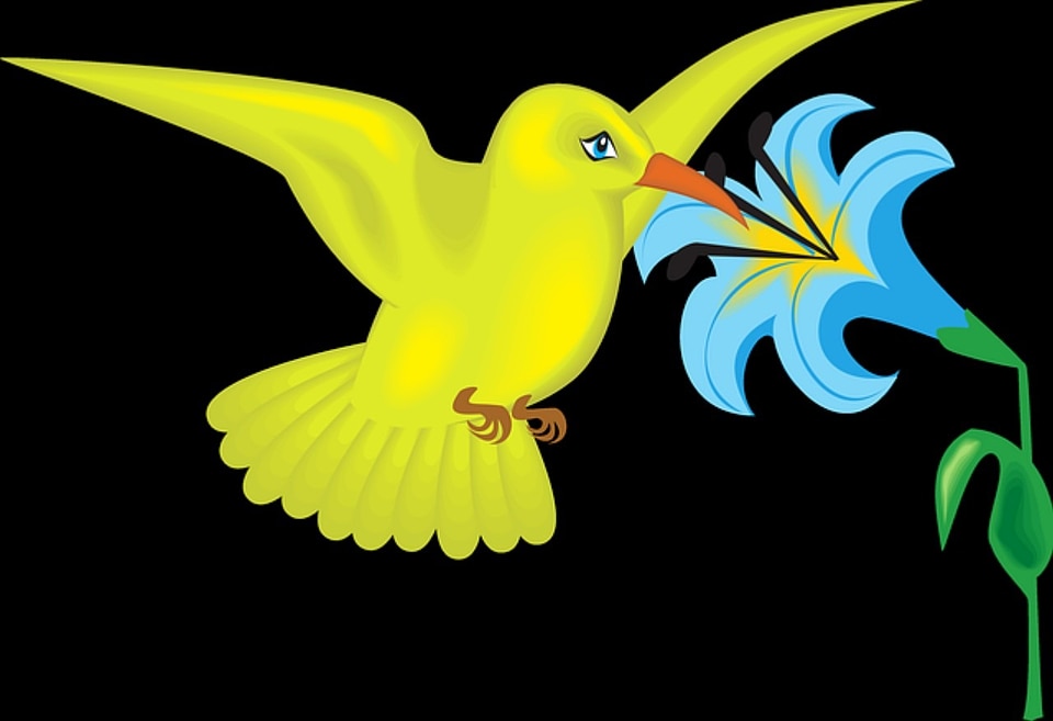 Flower beija flor yellow