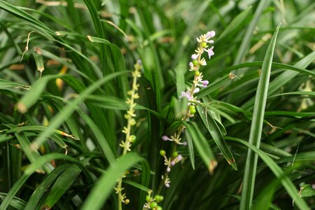 Green flower grass photo