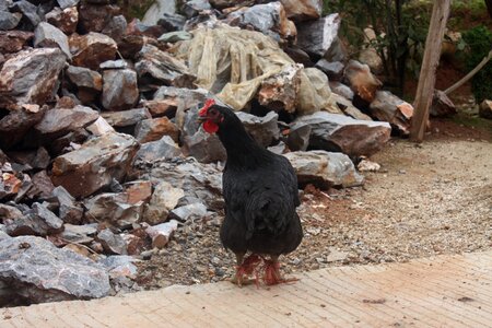 Chicken hen stone