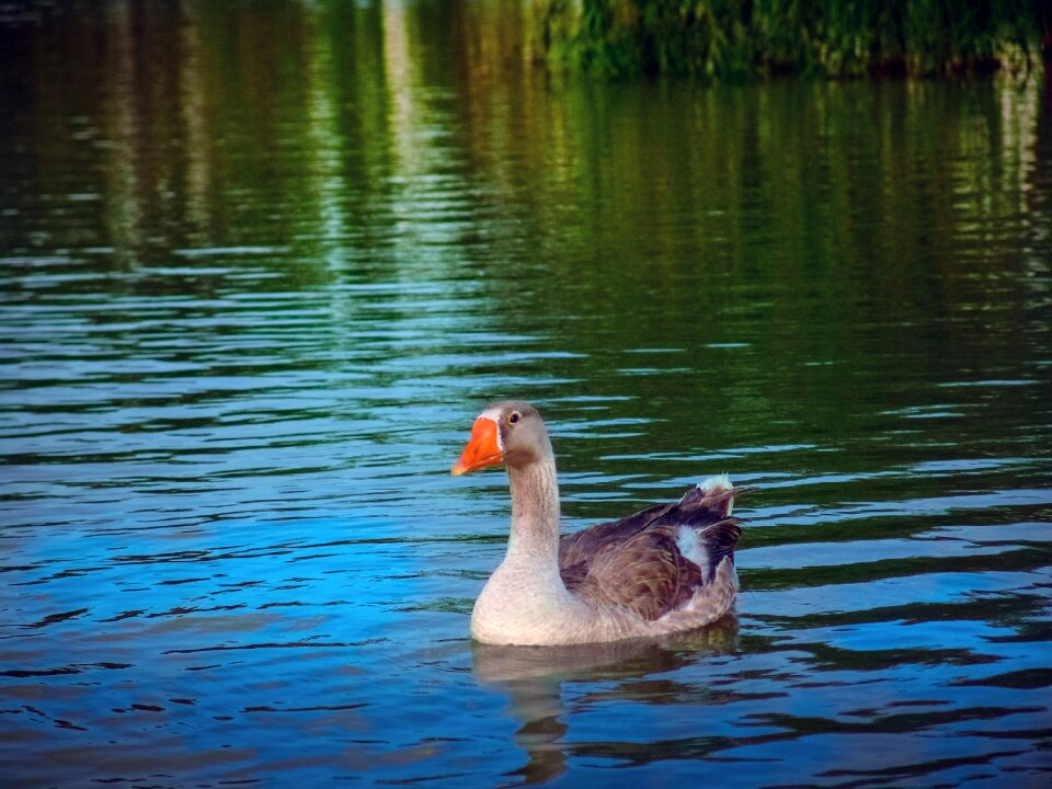 Duck lake nature photo