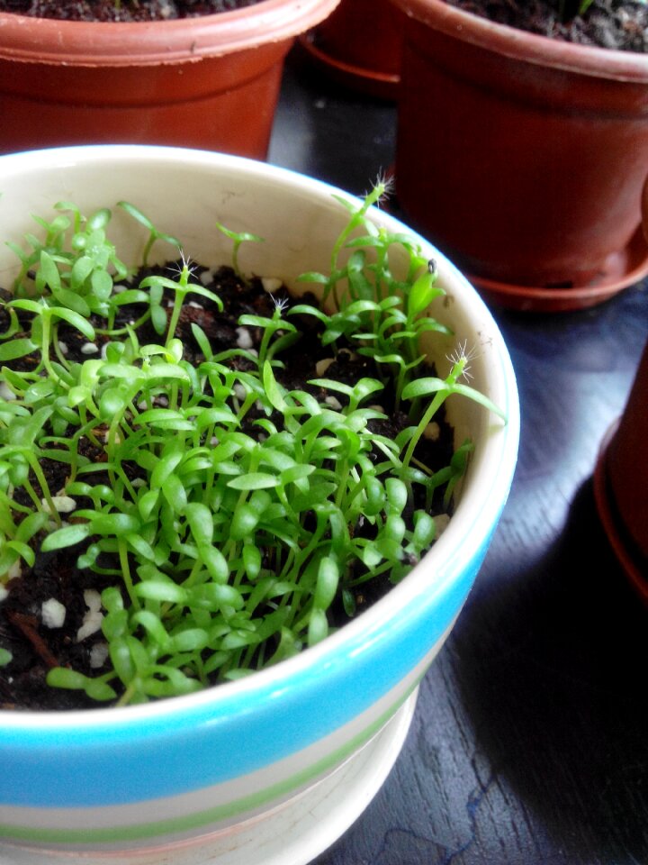 Sapling growth was initially starting pitaya