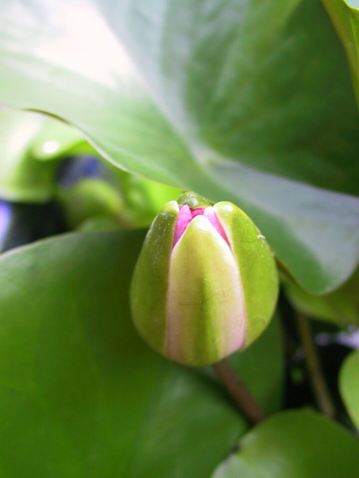 Flower plant nature