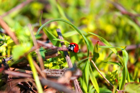 Bug insect