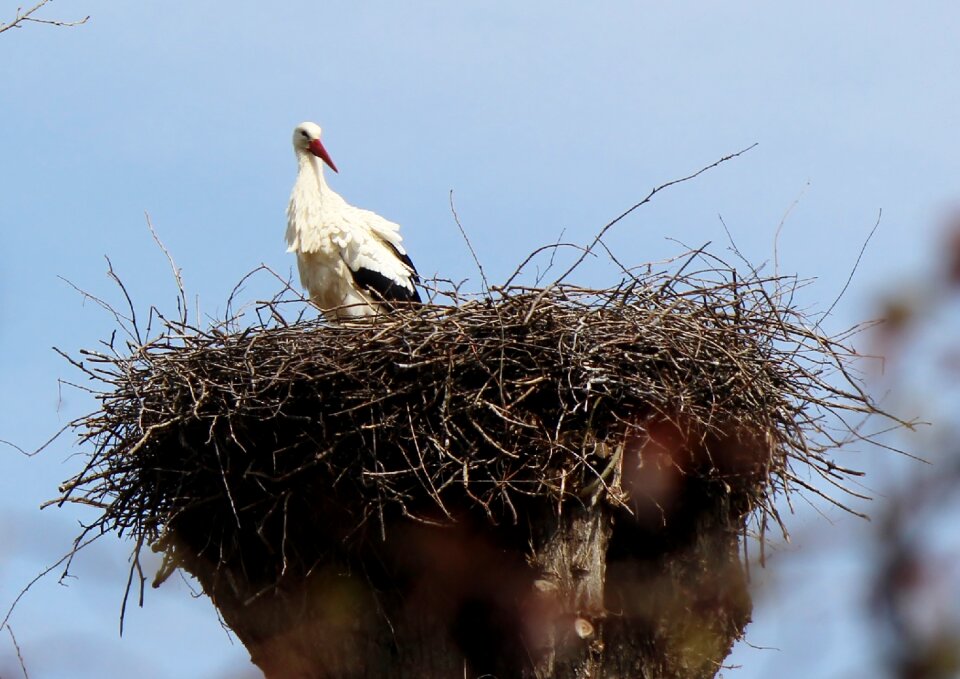 Nest stork rattle stork