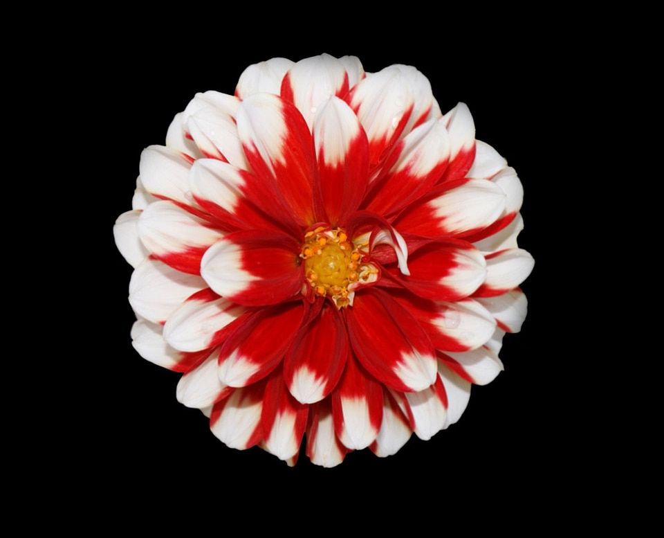 White nature background