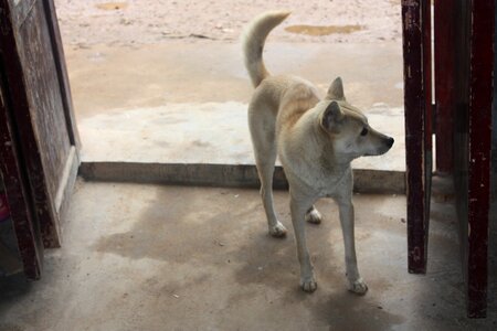 Dog puppy big dog photo