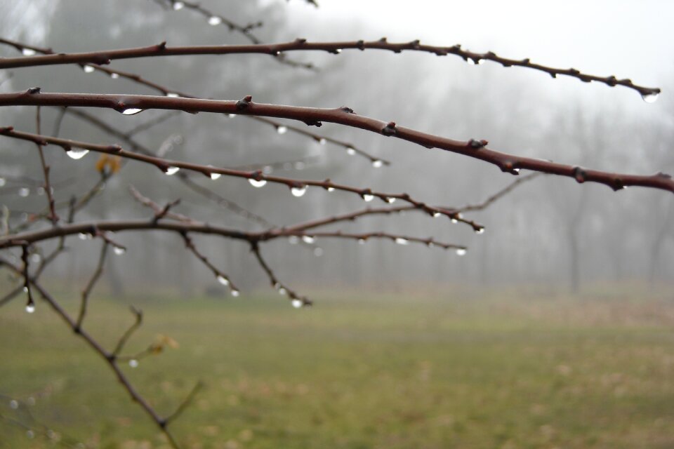 Drops forest rain