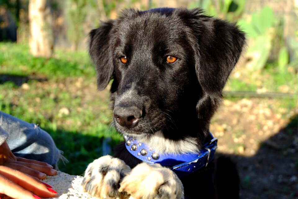 Animals black dog pet