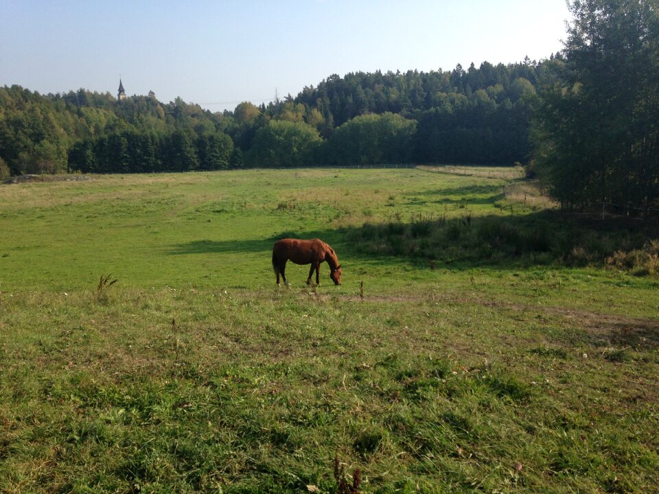 Horse bed summer