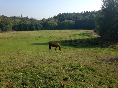 Horse bed summer
