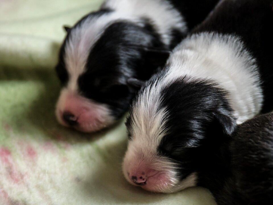 Dogs puppies border collie