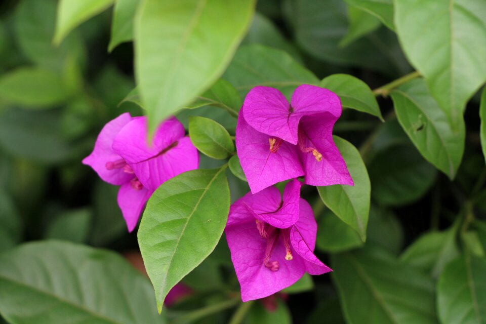 Bougainvillea flowering green comma separated green