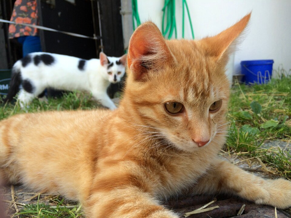 Red cat cat's eyes curious