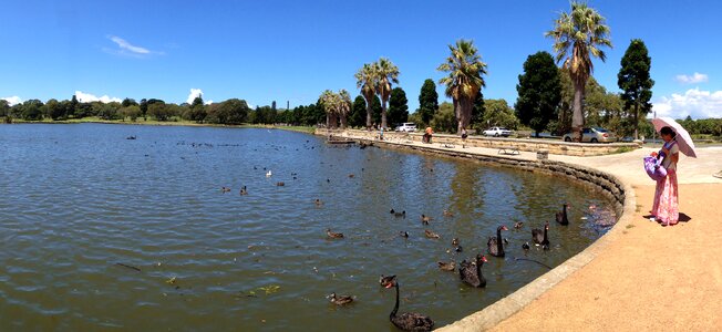 Sydney black swan lake