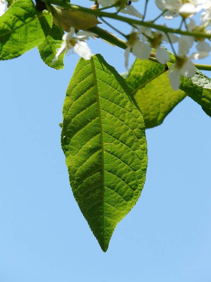 Green black cherry prunus