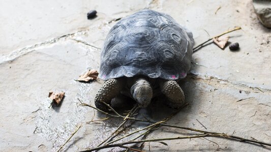 Animal tortoise shell reptile photo