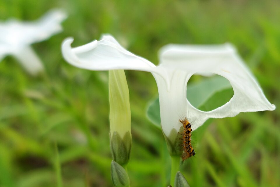 Chóng mao mao蟲 ecology