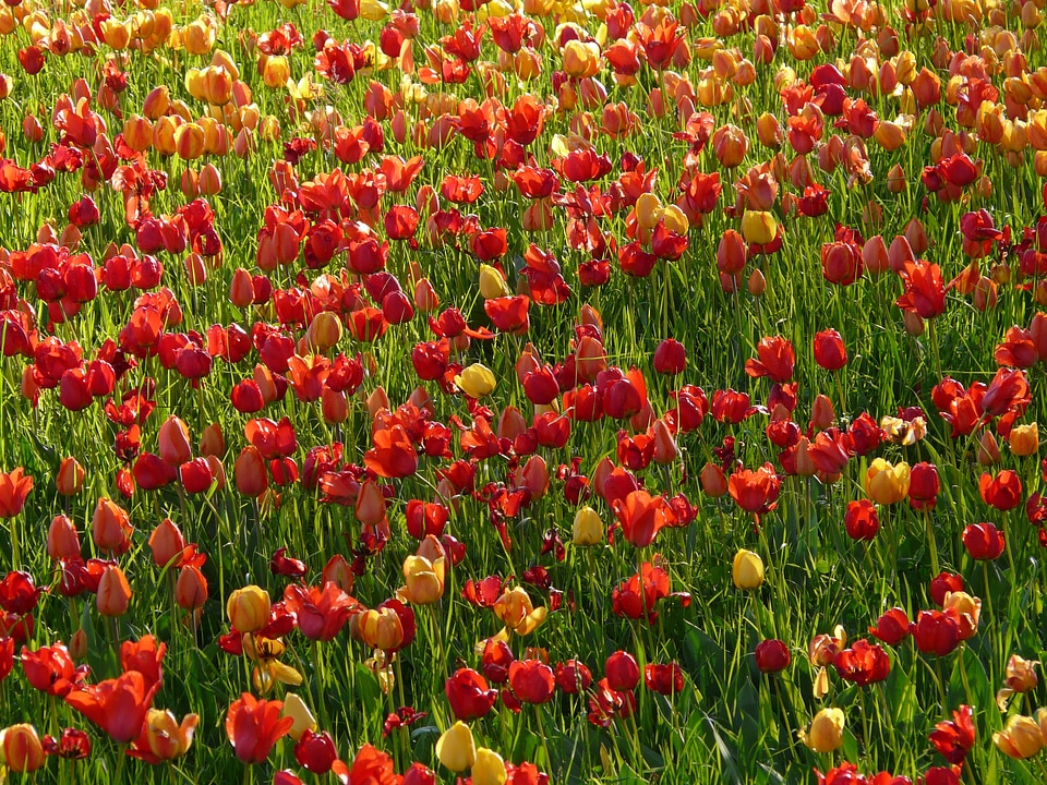 Seem shine through tulips