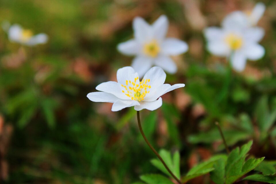 White nature