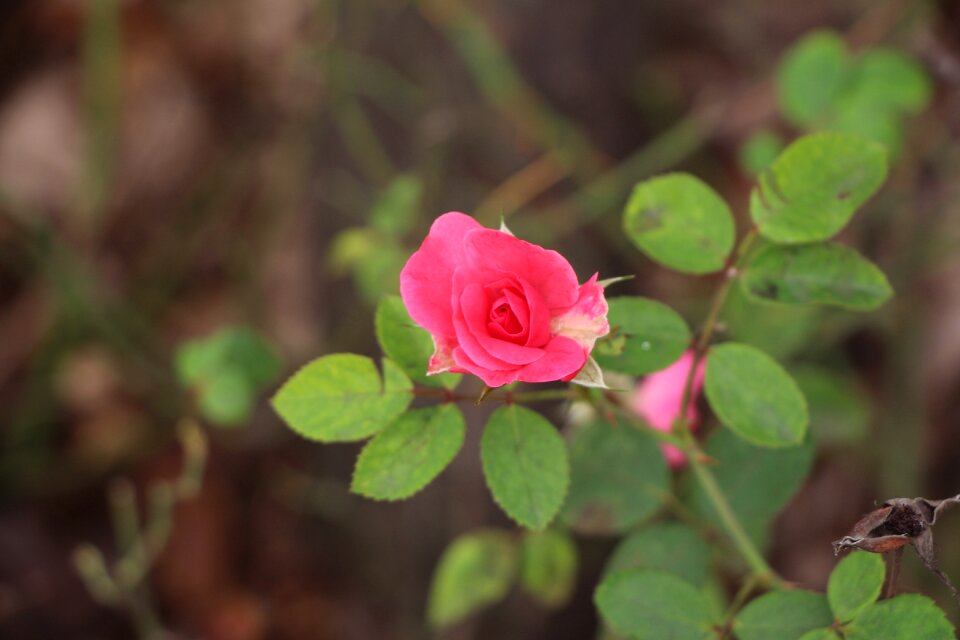 Rose broken branches and leaves green