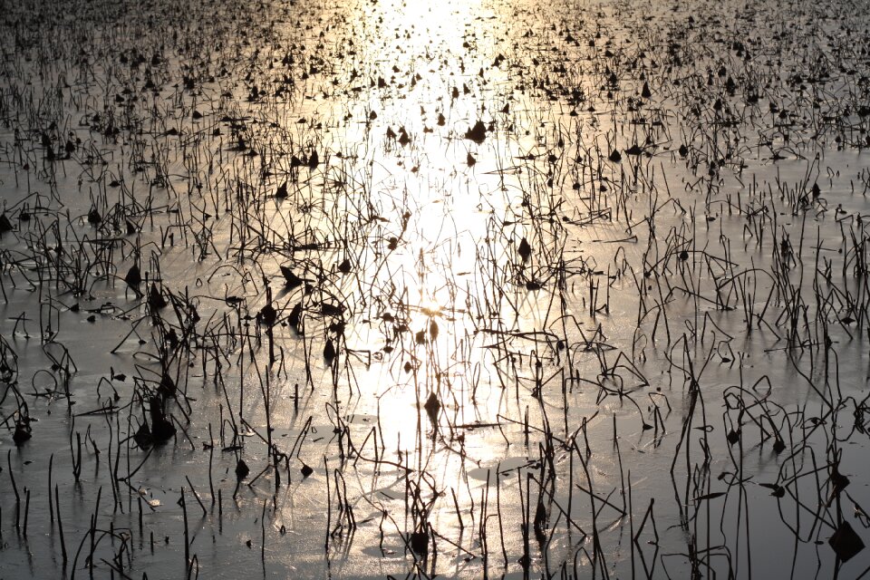 Lake evening glow lake landscape photo