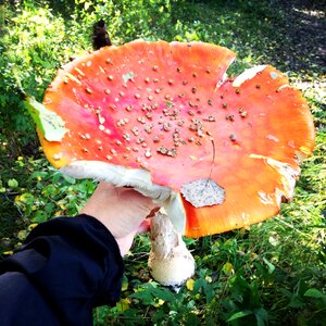 Fly agaric autumn red