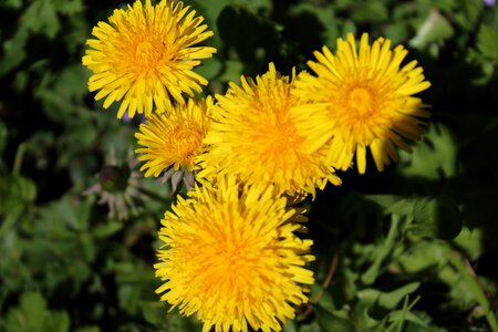 Yellow pointed flower summer photo