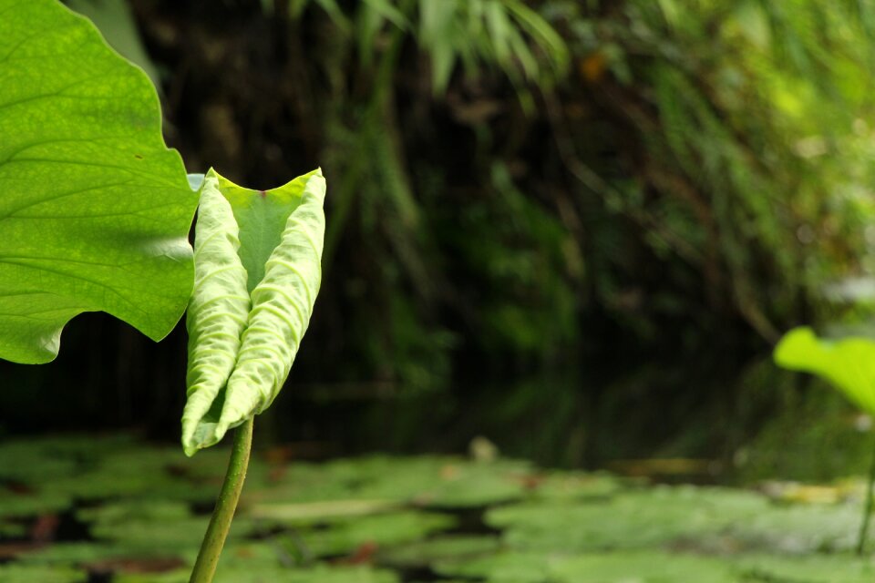 Lotus leaf pond green