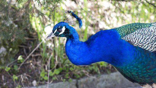 Peacock color blue