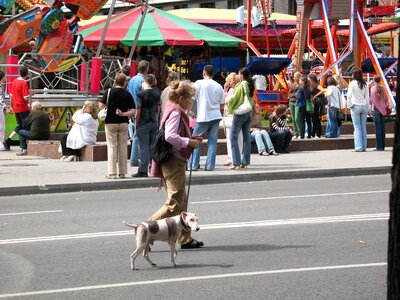Pets dog summer