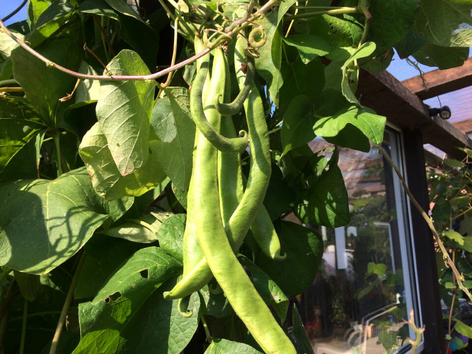 Green harvest vegetable plant