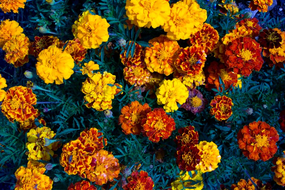 Yellow flowers worries orange