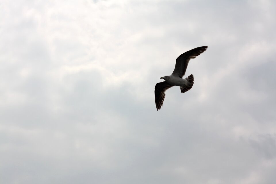 Flight wing new