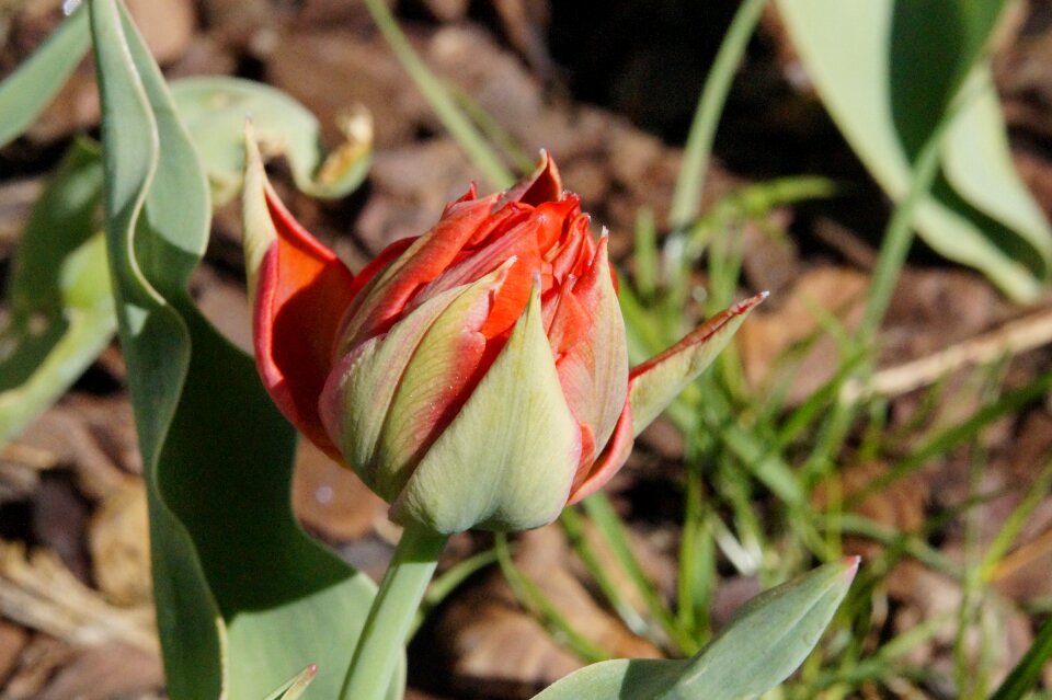 Flower spring nature
