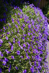 Blütenmeer blue spring photo