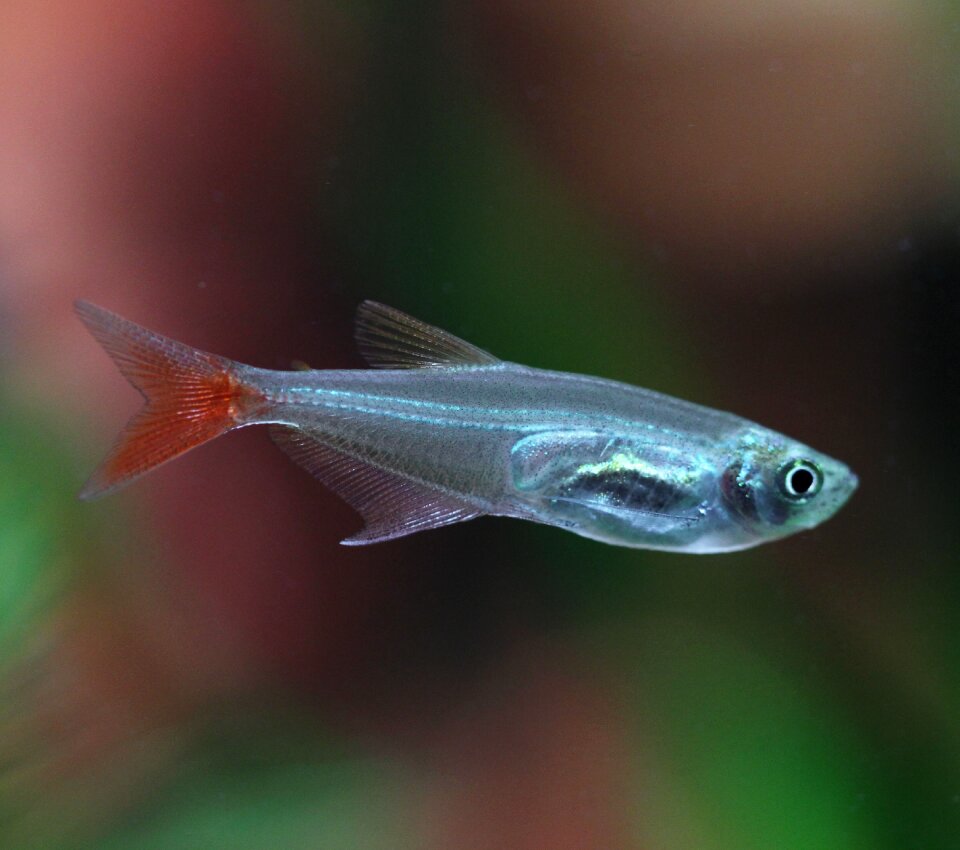 Glass lamps aquarium transparent fish