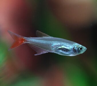 Glass lamps aquarium transparent fish